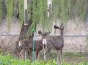 Deer Decline Western Drought Continues