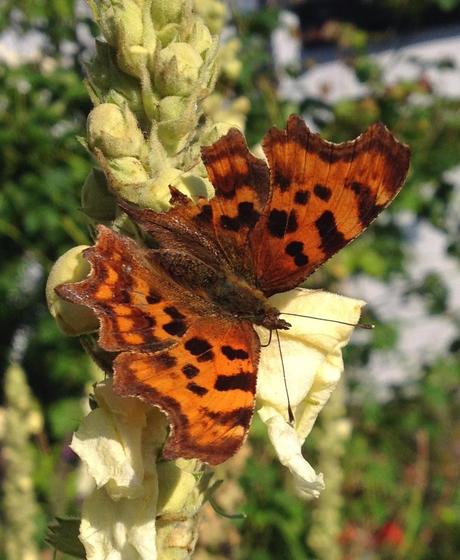 The Big Butterfly Count - 19th July - 10th August