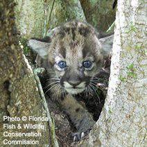Ask USFWS and the Department of Interior To Give Panthers Room To Roam!