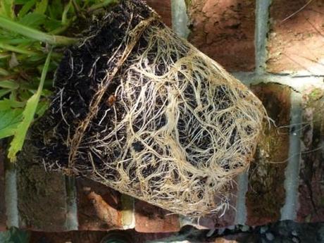 the root ball of a pot plant