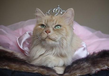 Top 10 Images of Cats Wearing a Tiara