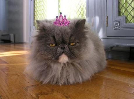 Top 10 Images of Cats Wearing a Tiara