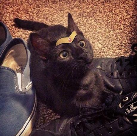 Top 10 Images of Cats Wearing a Tiara