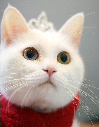 Top 10 Images of Cats Wearing a Tiara