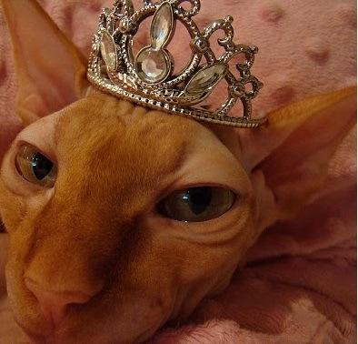 Top 10 Images of Cats Wearing a Tiara