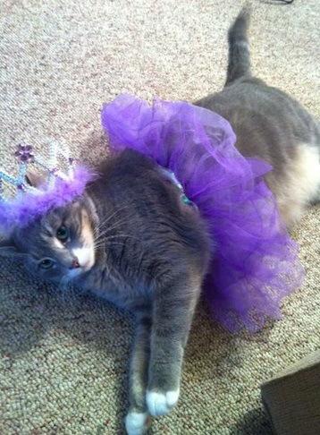 Top 10 Images of Cats Wearing a Tiara