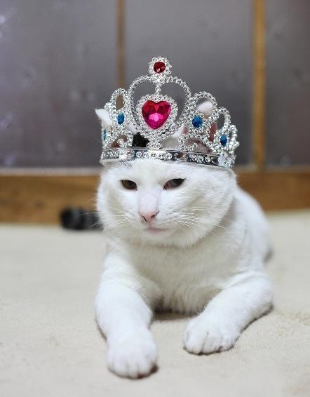 Top 10 Images of Cats Wearing a Tiara