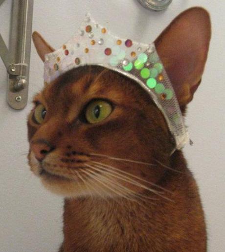 Top 10 Images of Cats Wearing a Tiara