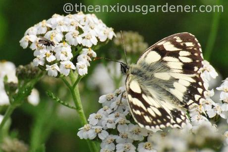 Marbled White, July 2012