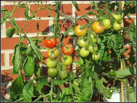 Tomatoes at last!