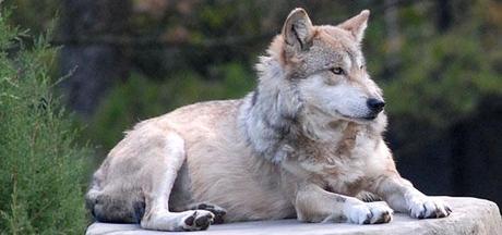 mexican-gray-wolf-main