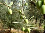 Interview with Olive Expert