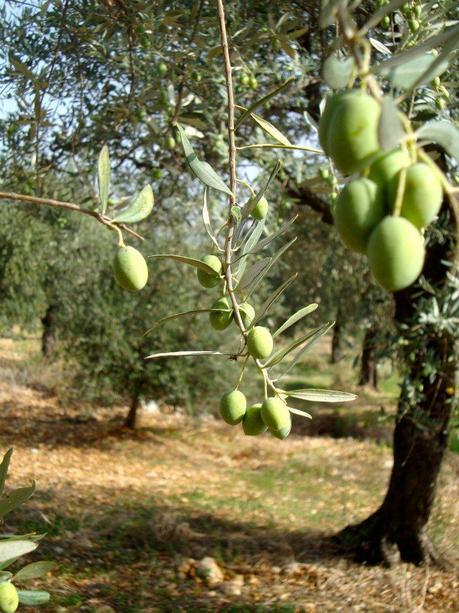 Interview with an Olive Oil Expert
