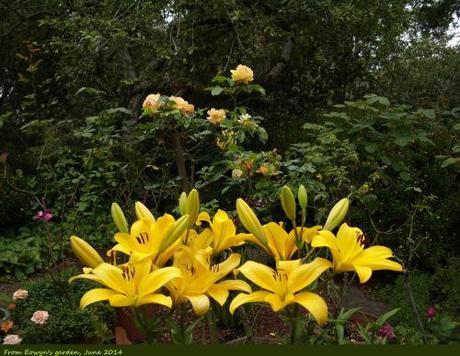 yellow daylilies2