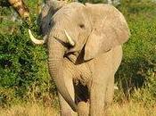 President Obama: Keep Fighting Poaching! Wildlife Conservation Society