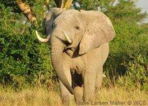 President Obama: Keep fighting poaching! – Wildlife Conservation Society