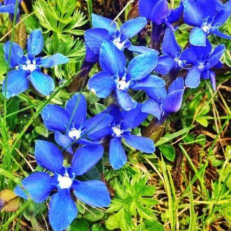 blue wildflowers