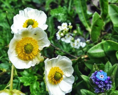 white wildflowers