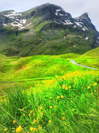 yellow wildflowers cover the Jungfrau region in Switzerland