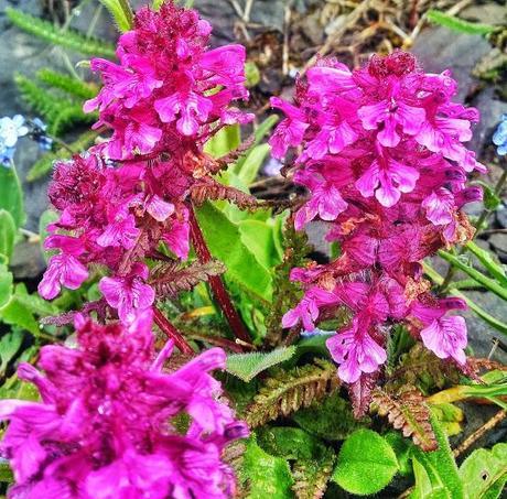 pink wildflowers