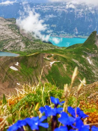 Blue wildflowers seen in the Alps overlooking the Interlaken region in Switzerland.