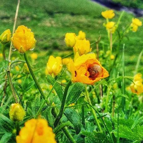 Snail seen in a yellow wildflower in the mountains of Switzerland