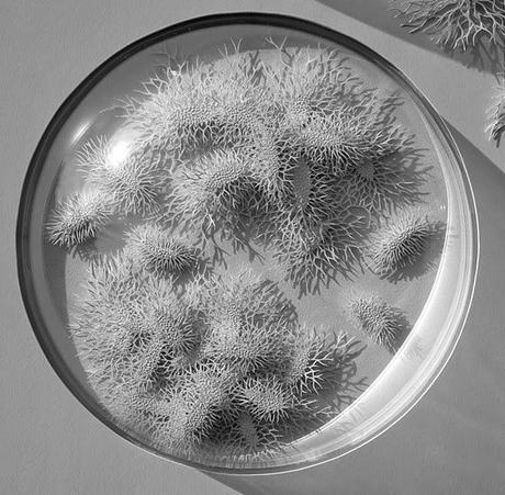 paper arts | hand cut paper microbes
