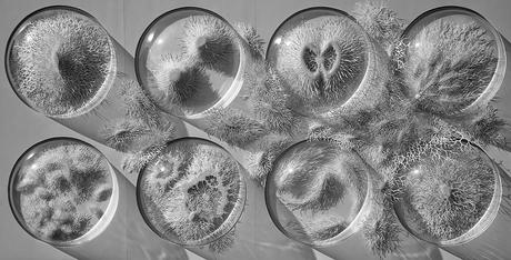 paper arts | hand cut paper microbes