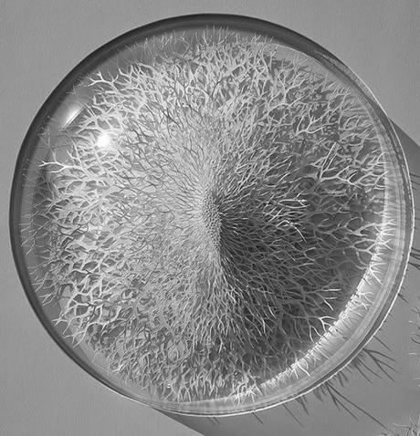 paper arts | hand cut paper microbes