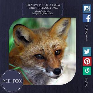 Red fox blog flash daily july 21