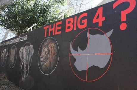 South African park considers rhino evacuation