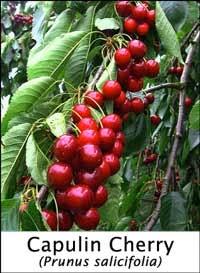 Capulin Cherry