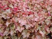 Heuchera ‘Rachel’