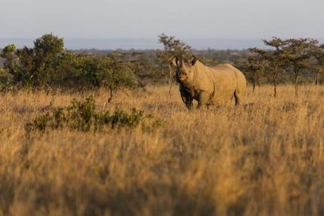 Mother and calf rhino killed at black rhino sanctuary, Ol Pejeta