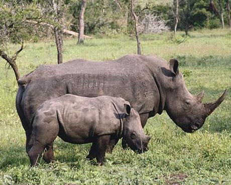 rhino blk calf