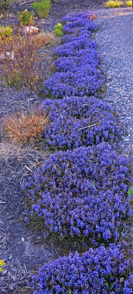 Carex and Ajuga