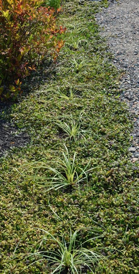 Carex and Ajuga