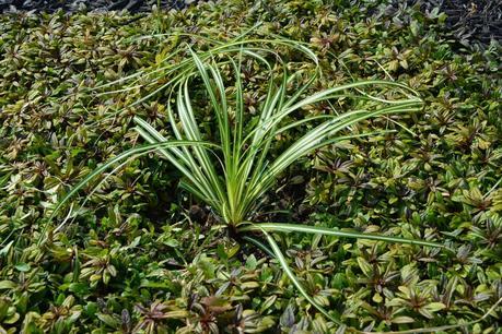 Carex and Ajuga