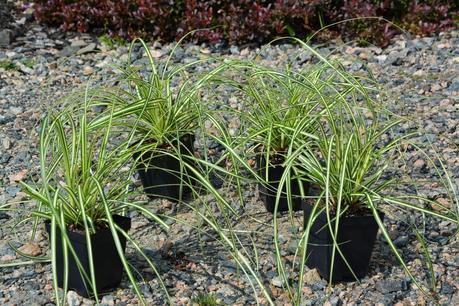 Carex and Ajuga