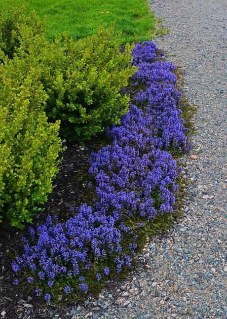 Carex and Ajuga