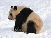 Fussy Pandas Maintain Balanced Bamboo Diet