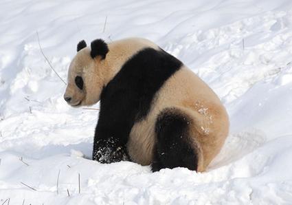 How fussy pandas maintain a balanced bamboo diet