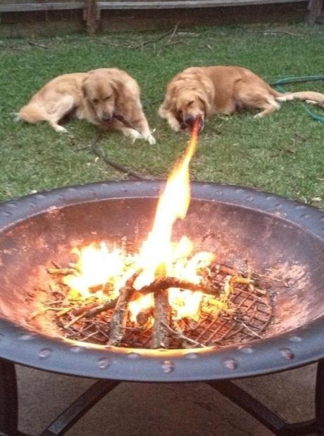 Top 10 Perfectly Timed Images of Dogs