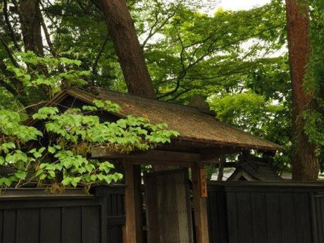 P6110080 新緑に萌ゆる角館　/ Kakunodate, verdant samurai residences