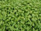 Salvia Officinalis ‘Icterina’