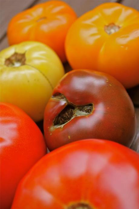 Heirloom Tomato Tart with Roasted Tomato Pesto