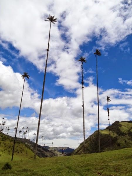 The world's tallest palm trees of the Cocora Valley, Colombia