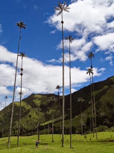 The world's tallest palm trees of the Cocora Valley, Colombia