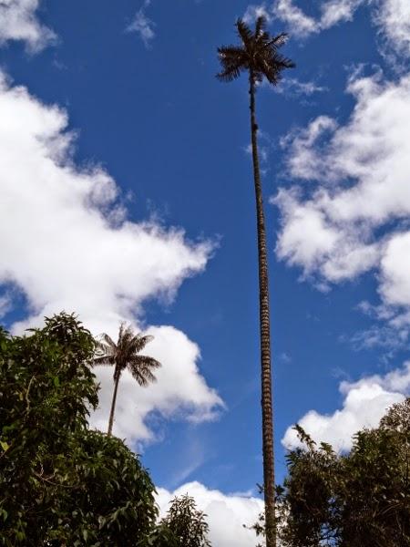 The world's tallest palm trees of the Cocora Valley, Colombia