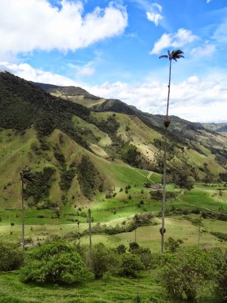 The world's tallest palm trees of the Cocora Valley, Colombia